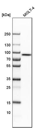 LETM1 Antibody in Western Blot (WB)