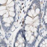 MANEA Antibody in Immunohistochemistry (IHC)