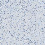 LETM1 Antibody in Immunohistochemistry (IHC)