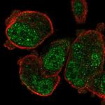 PASD1 Antibody in Immunocytochemistry (ICC/IF)