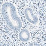 PASD1 Antibody in Immunohistochemistry (IHC)