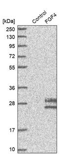 FGF4 Antibody in Western Blot (WB)