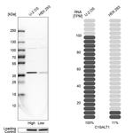 C1GALT1 Antibody