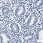 ZP2 Antibody in Immunohistochemistry (IHC)