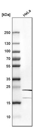 RPL10 Antibody in Western Blot (WB)