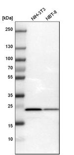 RPL10 Antibody in Western Blot (WB)