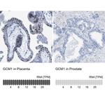 GCM1 Antibody