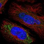 SPINK5 Antibody in Immunocytochemistry (ICC/IF)