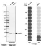 TOMM20 Antibody in Western Blot (WB)