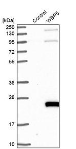 WBP5 Antibody in Western Blot (WB)