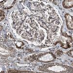 BTN3A3 Antibody in Immunohistochemistry (IHC)