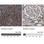 BTN3A3 Antibody