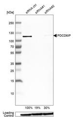 Alix Antibody in Western Blot (WB)