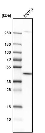 DHODH Antibody in Western Blot (WB)