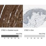 STBD1 Antibody