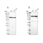 PARN Antibody in Western Blot (WB)