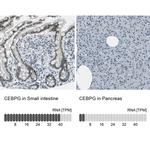 C/EBP gamma Antibody