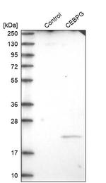 C/EBP gamma Antibody in Western Blot (WB)