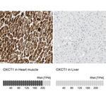 OXCT1 Antibody