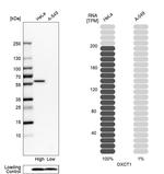 OXCT1 Antibody in Western Blot (WB)