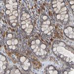 LILRB5 Antibody in Immunohistochemistry (IHC)