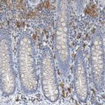 LILRB5 Antibody in Immunohistochemistry (IHC)