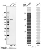 LEPRE1 Antibody in Western Blot (WB)