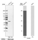 FCGRT Antibody