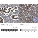 INPP5A Antibody