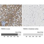 FMO5 Antibody