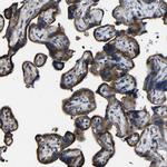 NAALADL2 Antibody in Immunohistochemistry (IHC)