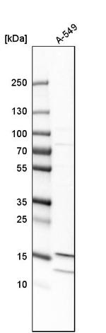 MTH1 Antibody in Western Blot (WB)