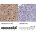 OMG Antibody in Immunohistochemistry (IHC)