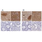 OMG Antibody in Immunohistochemistry (IHC)