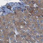 UGGT1 Antibody in Immunohistochemistry (IHC)