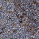 UGGT1 Antibody in Immunohistochemistry (IHC)