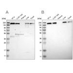 UGGT1 Antibody in Western Blot (WB)