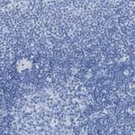 DPEP1 Antibody in Immunohistochemistry (IHC)