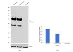 PLD3 Antibody in Western Blot (WB)