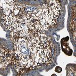 Fibrillin 2 Antibody in Immunohistochemistry (IHC)