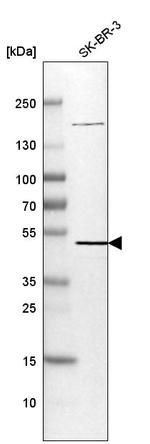 Synaptotagmin 7 Antibody in Western Blot (WB)