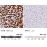 Cathepsin E Antibody in Immunohistochemistry (IHC)