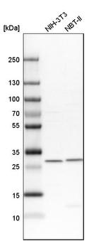 VAPB Antibody in Western Blot (WB)