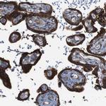 PCOLCE2 Antibody in Immunohistochemistry (IHC)