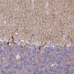 SLC6A1 Antibody in Immunohistochemistry (IHC)