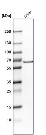 SLC6A1 Antibody in Western Blot (WB)