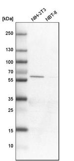 SLC6A1 Antibody in Western Blot (WB)