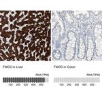 FMO3 Antibody