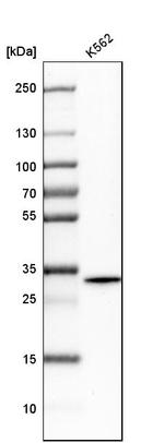 RHBDD1 Antibody in Western Blot (WB)