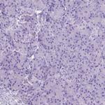 CHRM1 Antibody in Immunohistochemistry (IHC)